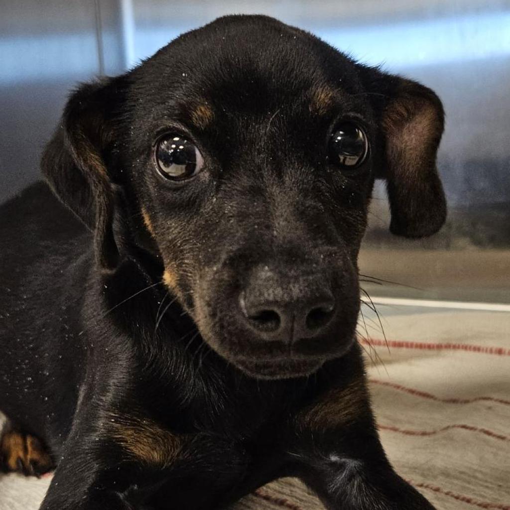 adoptable Dog in Bentonville, AR named Toast