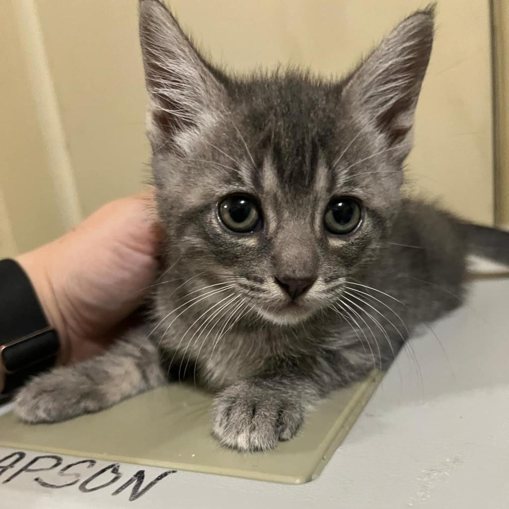 adoptable Cat in Bentonville, AR named Bart