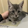 adoptable Cat in , AR named Bart