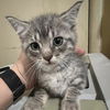 adoptable Cat in , AR named Manning