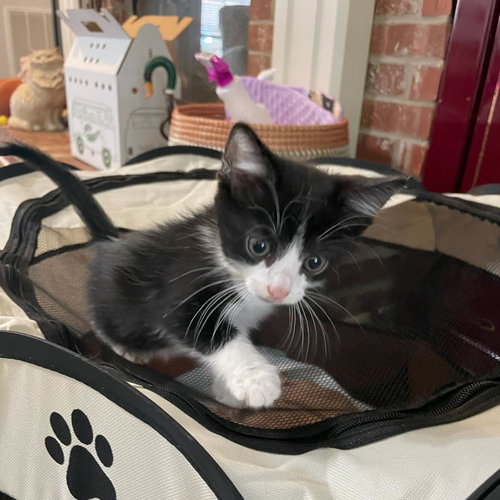 picture of the cat needing adoption