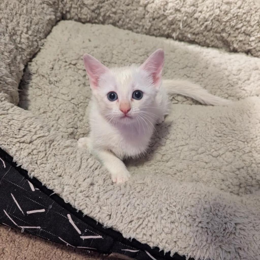 adoptable Cat in Bentonville, AR named Lemonade