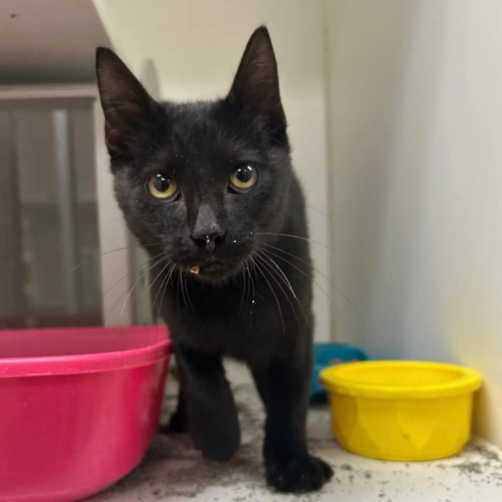 adoptable Cat in Bentonville, AR named Beckett