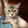 adoptable Cat in , AR named Gracie