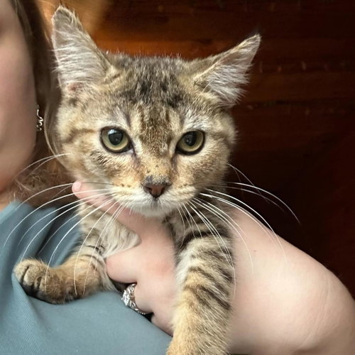Gracie, Young Domestic Short Hair, cat for adoption in Rogers, Arkansas
