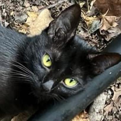 adoptable Cat in Bentonville, AR named Joanna