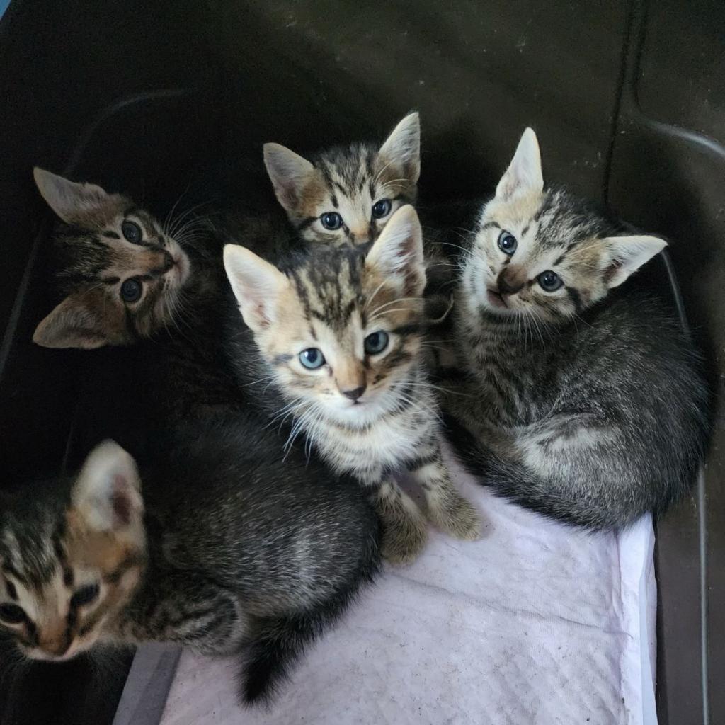 adoptable Cat in Bentonville, AR named Charcoal