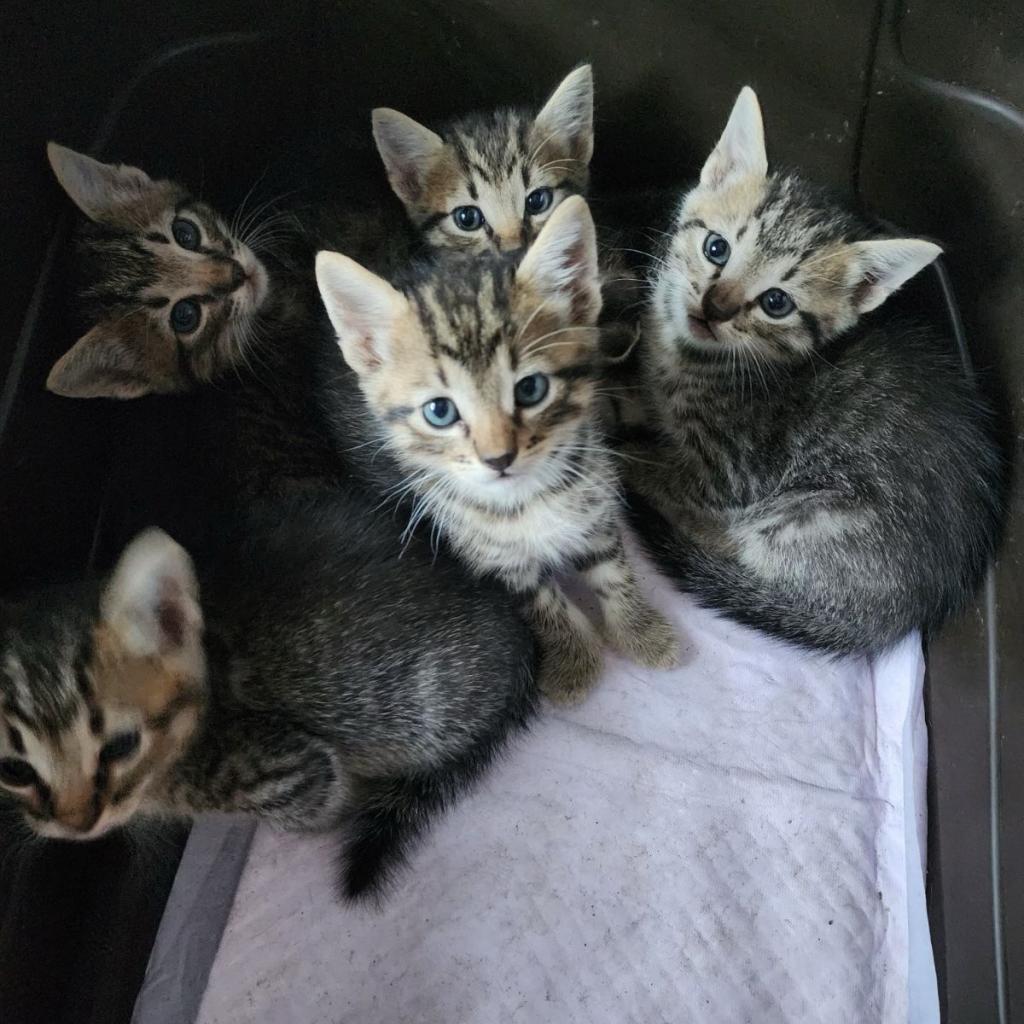 adoptable Cat in Bentonville, AR named Cloud