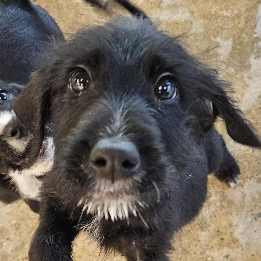 adoptable Dog in Bentonville, AR named Dale