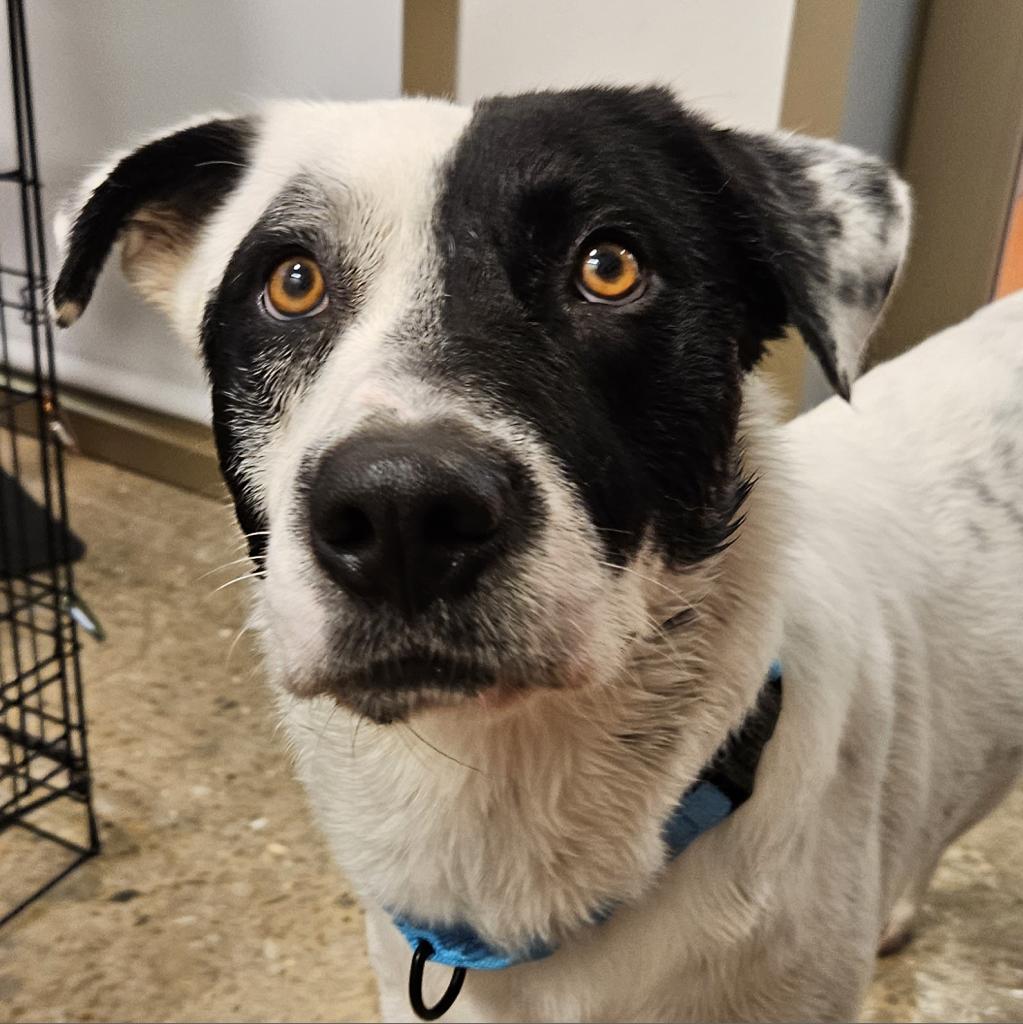 adoptable Dog in Bentonville, AR named Bandit