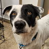 adoptable Dog in , AR named Bandit