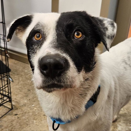 picture of the dog needing adoption