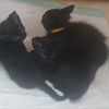 adoptable Cat in Bentonville, AR named Magpie
