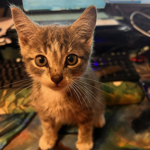 picture of the cat needing adoption