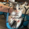adoptable Cat in Bentonville, AR named Tomato