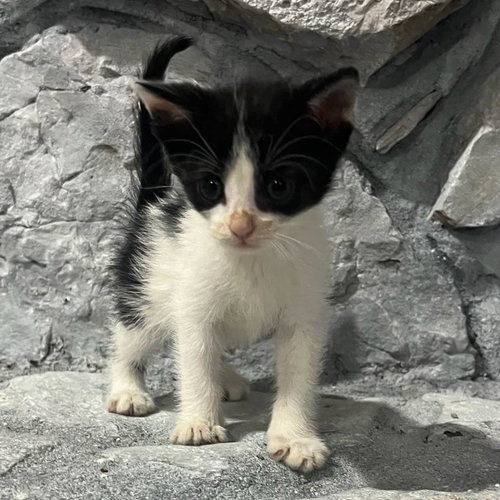 Scooby, an adoptable Domestic Short Hair in Bentonville, AR