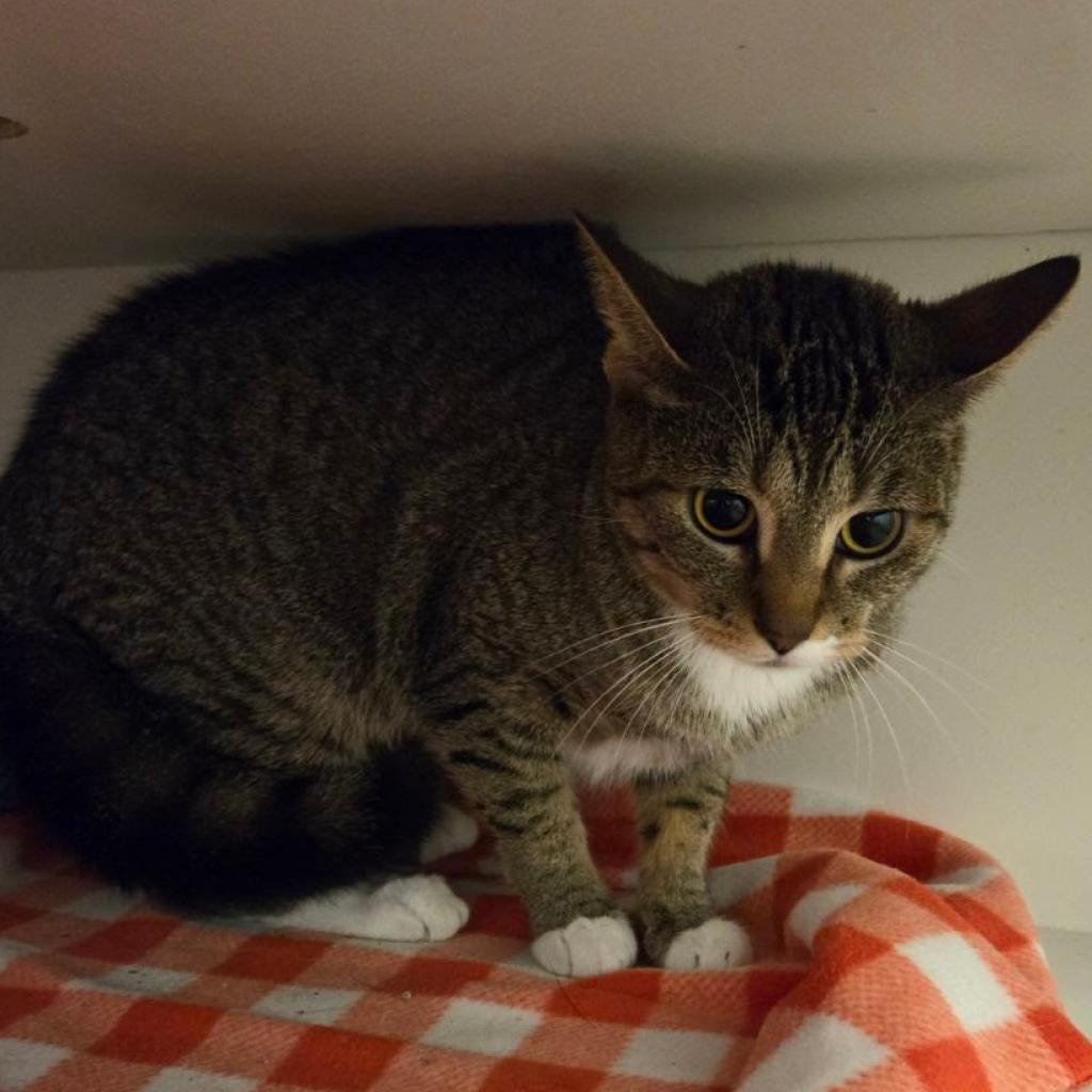 adoptable Cat in Bentonville, AR named Pumpkin Spice