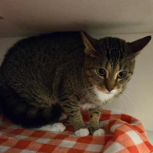 picture of the cat needing adoption