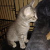 adoptable Cat in Bentonville, AR named Brasco