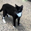 adoptable Cat in Bentonville, AR named Mallory