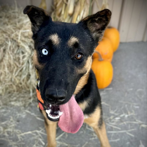 picture of the dog needing adoption