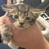 adoptable Cat in Bentonville, AR named Chico