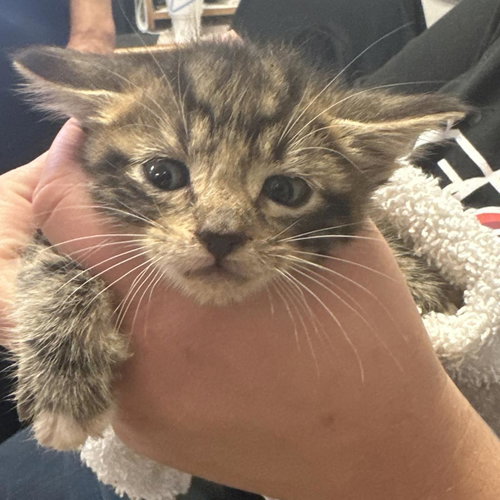 picture of the cat needing adoption