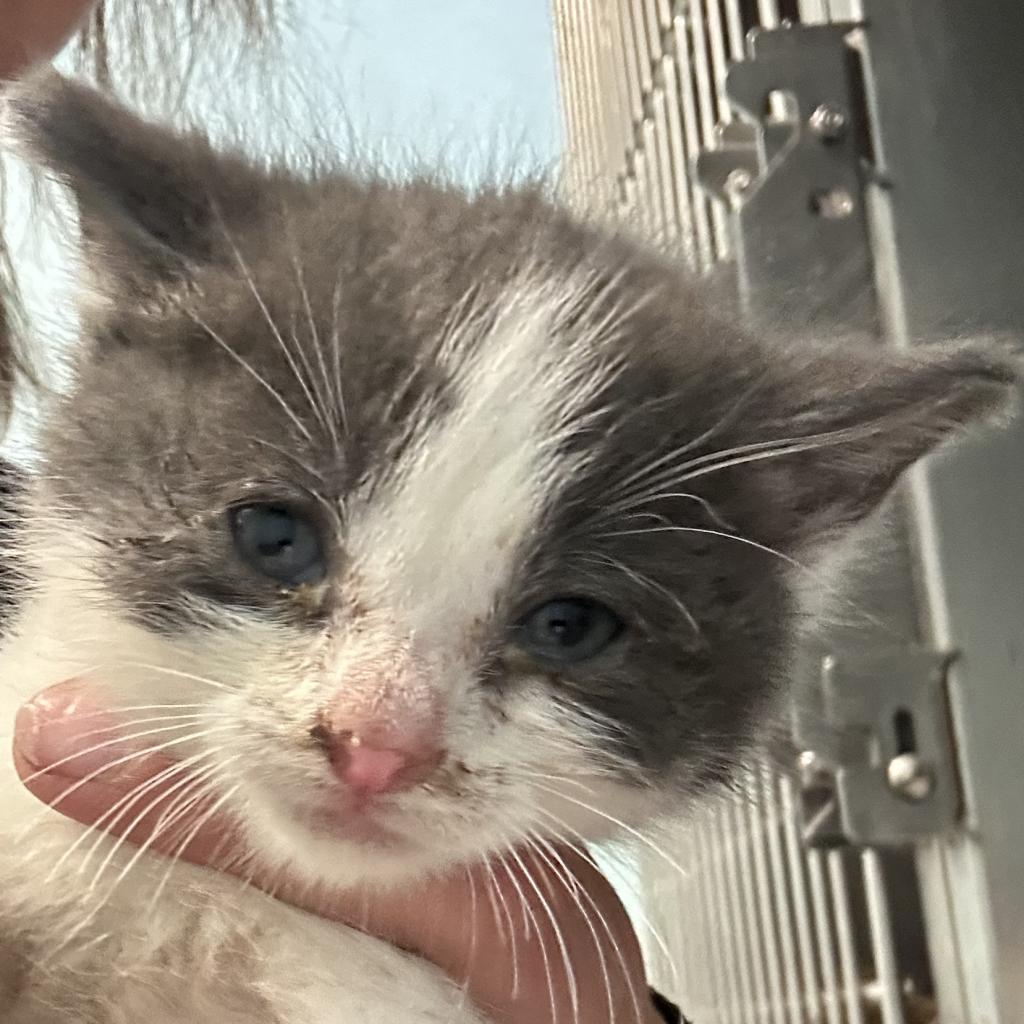 adoptable Cat in Bentonville, AR named Chai