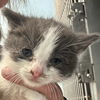 adoptable Cat in Bentonville, AR named Chai