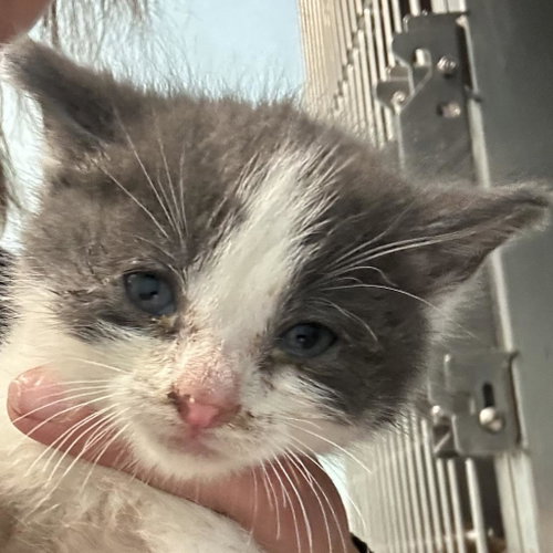 Chai, Baby Domestic Short Hair, cat for adoption in Rogers, Arkansas