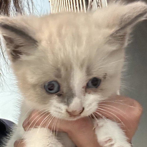 picture of the cat needing adoption