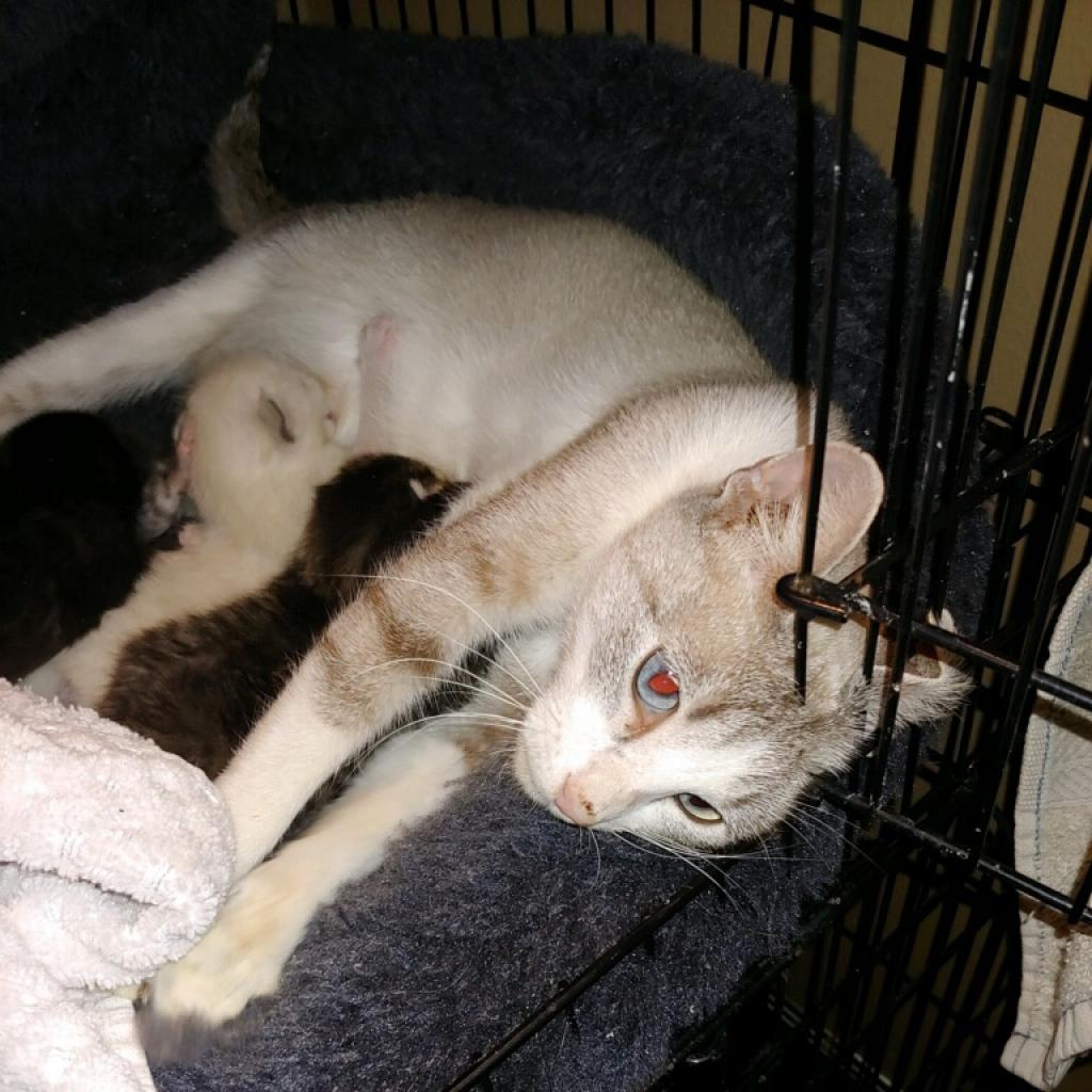 adoptable Cat in Bentonville, AR named Sugar