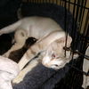 adoptable Cat in Bentonville, AR named Sugar