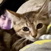 adoptable Cat in Bentonville, AR named Augustine
