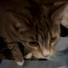 adoptable Cat in Bentonville, AR named Ellie