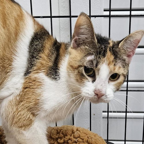 Chappell, an adoptable Domestic Short Hair in Bentonville, AR