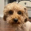 adoptable Dog in  named Motley