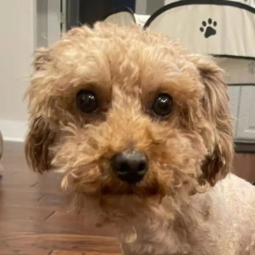 picture of the dog needing adoption