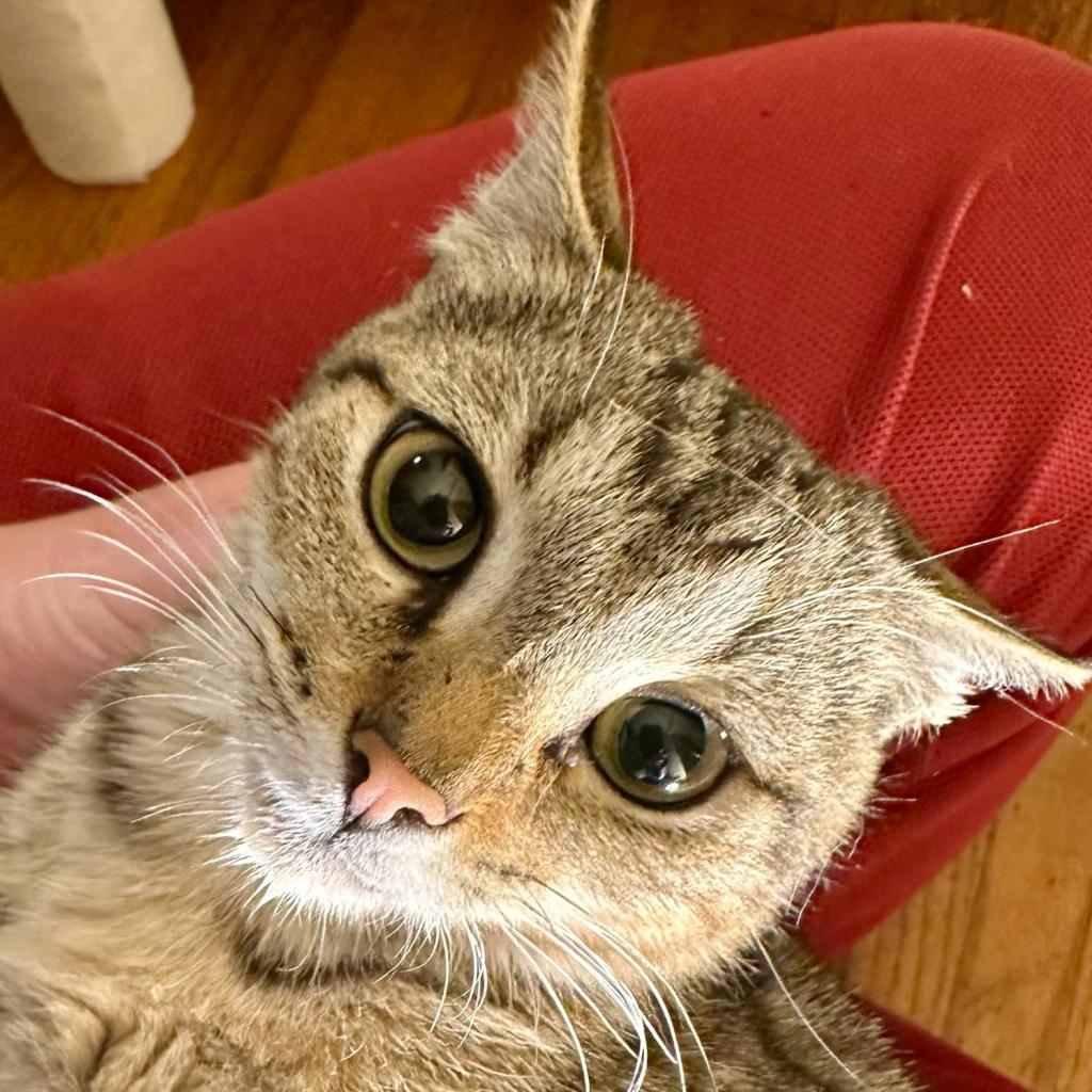 adoptable Cat in Bentonville, AR named Farrah