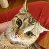 adoptable Cat in Bentonville, AR named Farrah