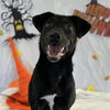 adoptable Dog in  named Diamond