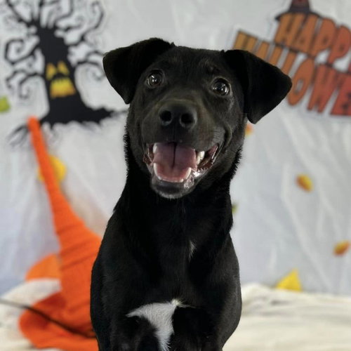 picture of the dog needing adoption