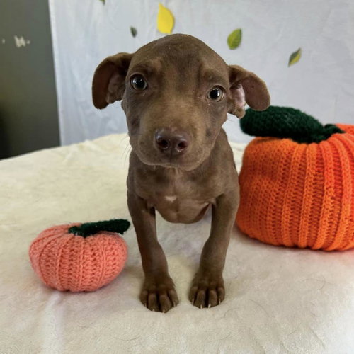 picture of the dog needing adoption