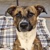 adoptable Dog in  named Fannie