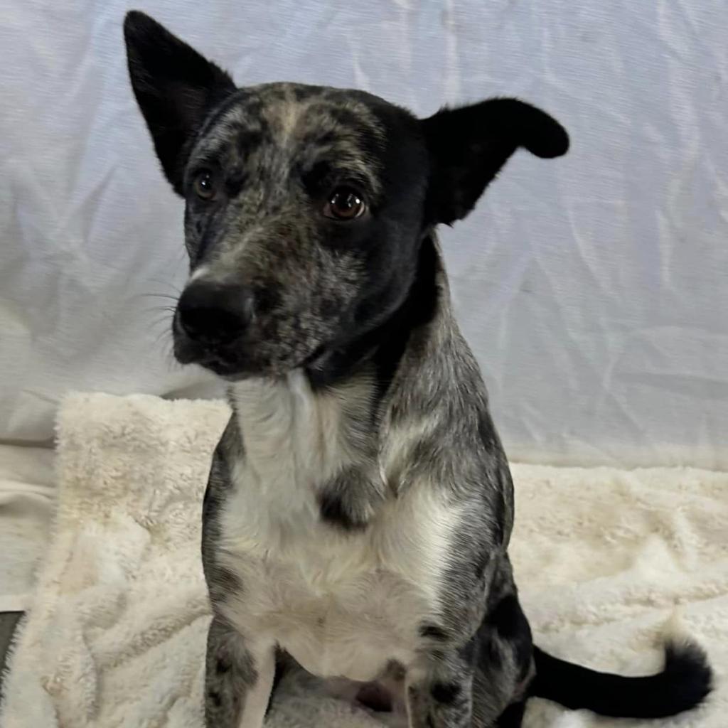 adoptable Dog in Bentonville, AR named Chowder