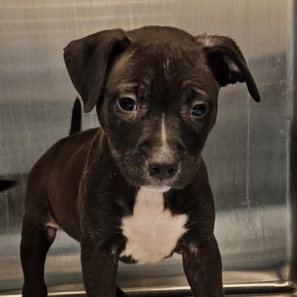 adoptable Dog in Bentonville, AR named Hildie