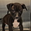 adoptable Dog in  named Hildie