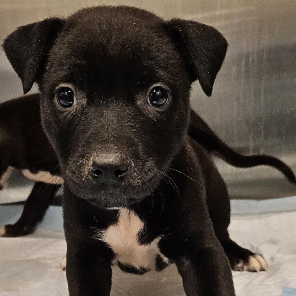 adoptable Dog in Bentonville, AR named Halina