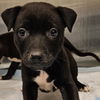 adoptable Dog in  named Halina