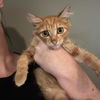 adoptable Cat in Bentonville, AR named Percy